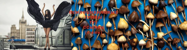 прущие крисы Щигры